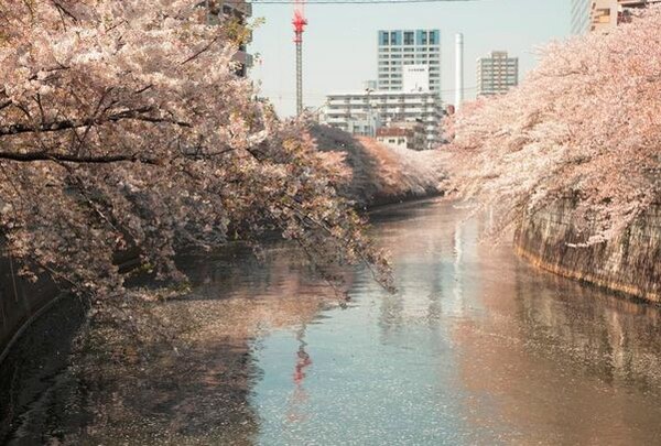 その他(目黒川[400m])
