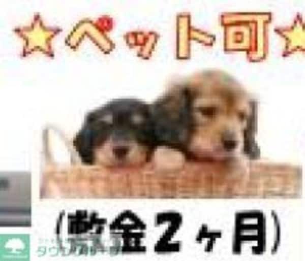 その他(ペット相談可)