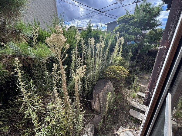 庭